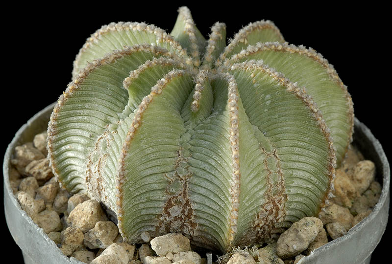 Aztekium hintonii (15 anni) Cm. 5 €  50,00.jpg